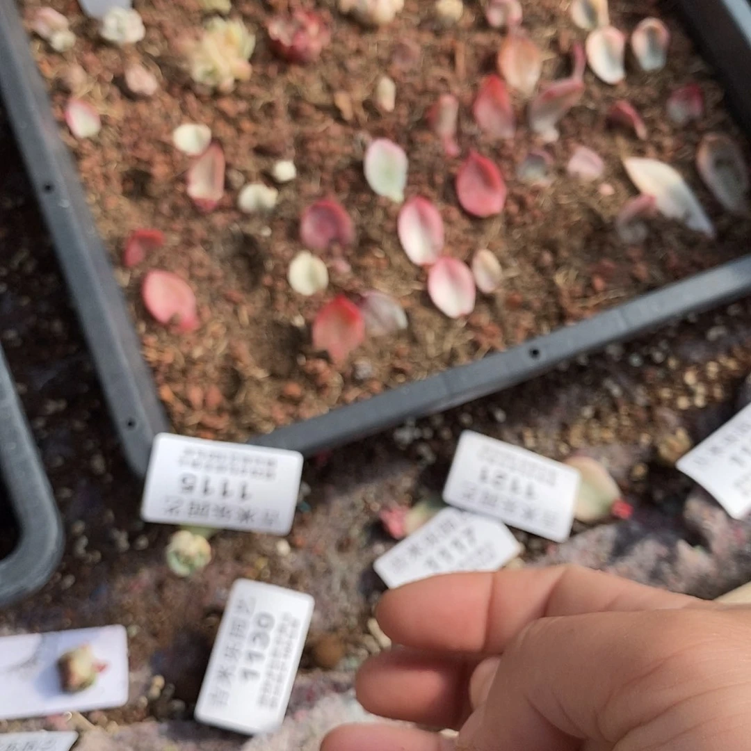 ?*1132奶酪叶子多肉植物哇啦塞多肉