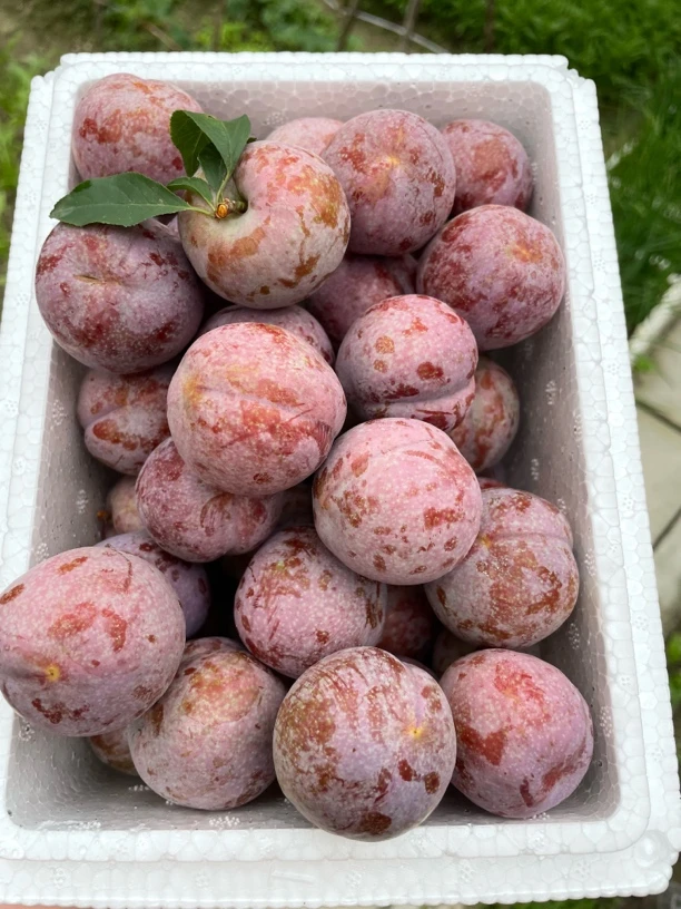 【京东快递】钱排三华李酸甜爽口当季新鲜采摘现发水果