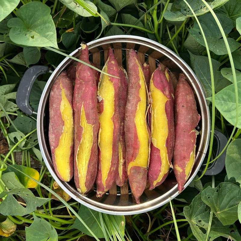 陕西临潼板栗红薯 新鲜现挖 干面粉香甜烤地瓜  5斤/9斤