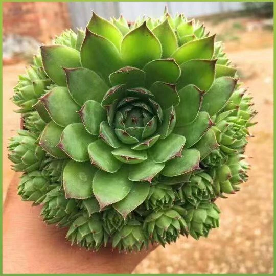 观音莲多肉植物室内超大好养盆栽大棵易爆盆多肉老桩盆景带盆带土