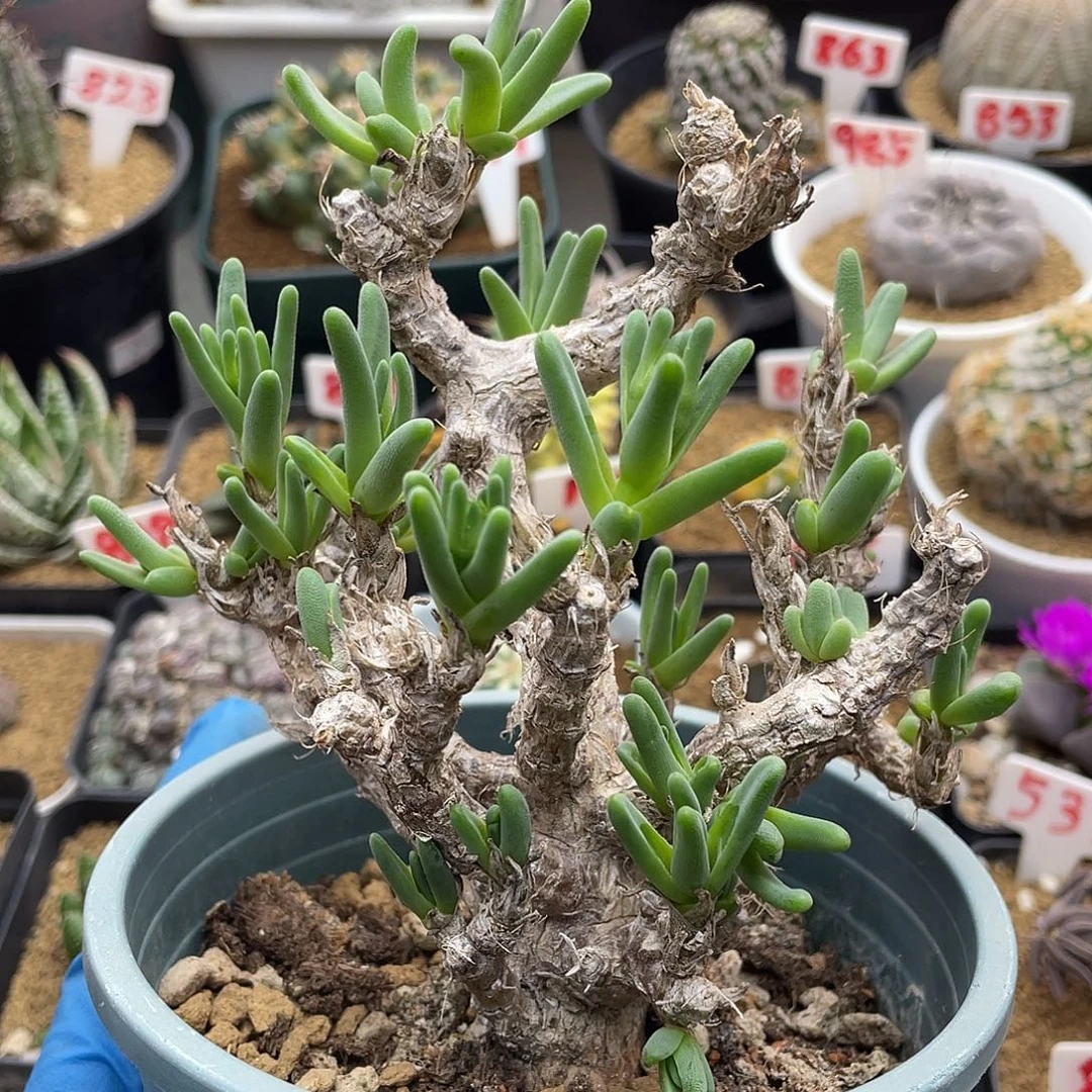 老桩绿花枝干仙人球多肉