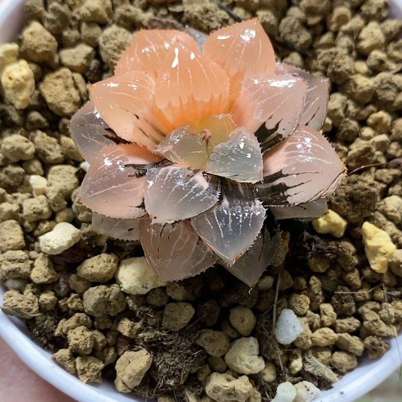 【闪购商品】107丸叶糯玉露锦