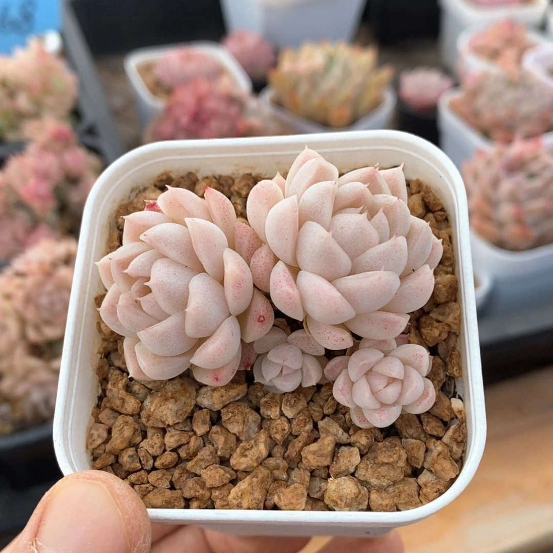 精品多肉一物一拍不包整106