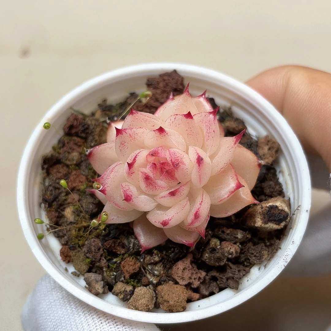 开播福利麦秆755