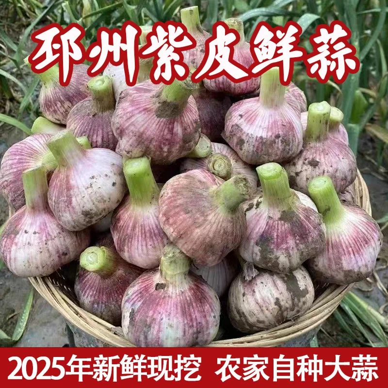 邳州本地新鲜紫皮蒜湿蒜当季农产品现挖现发露天种植徐州本地大蒜