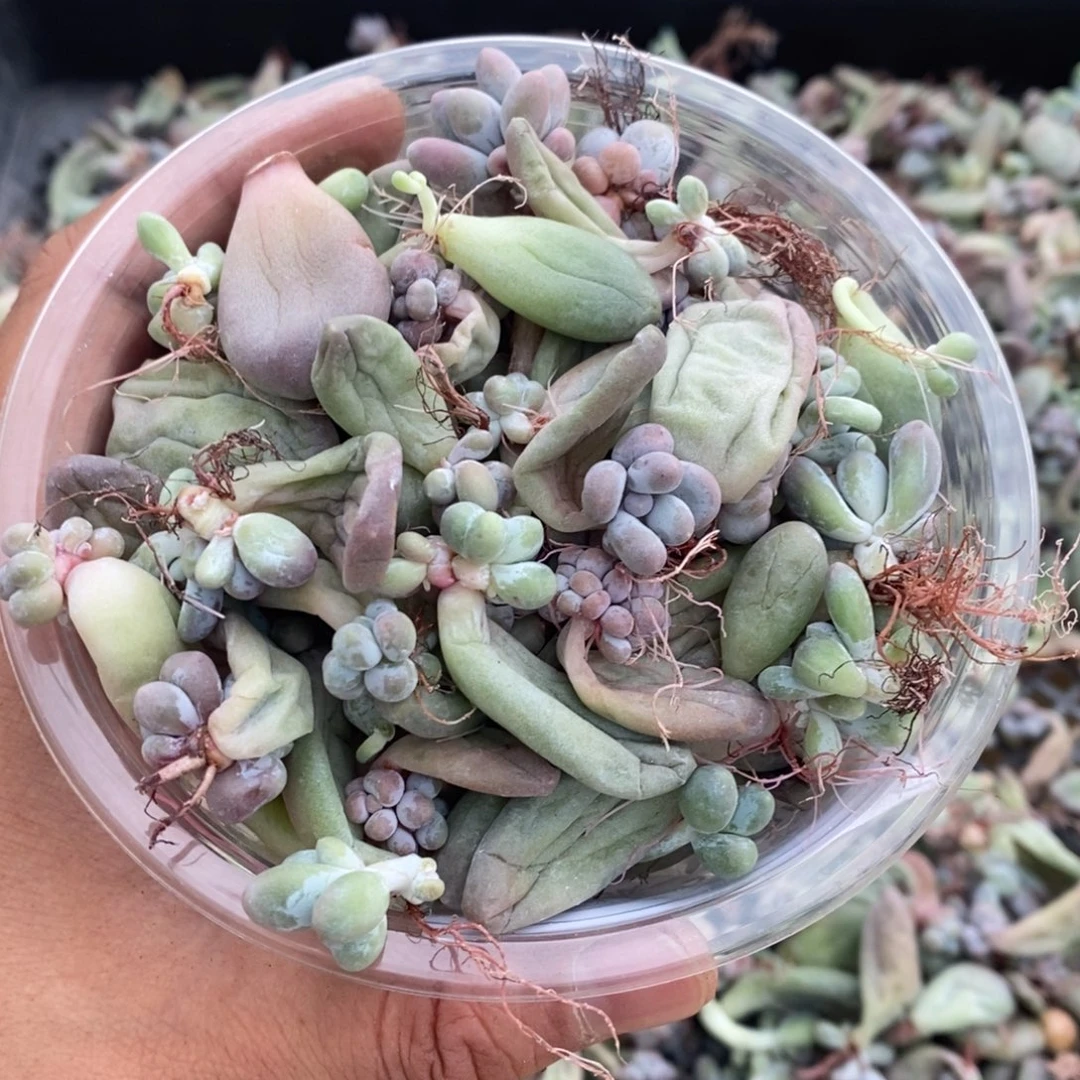 多肉植物精品切糕B244