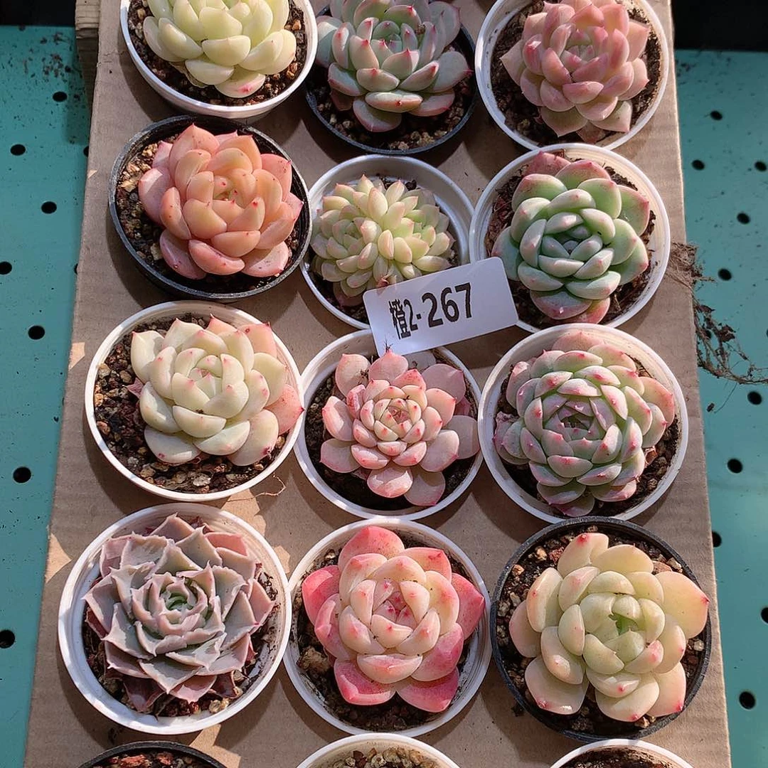 2-267一物一拍带盆18颗