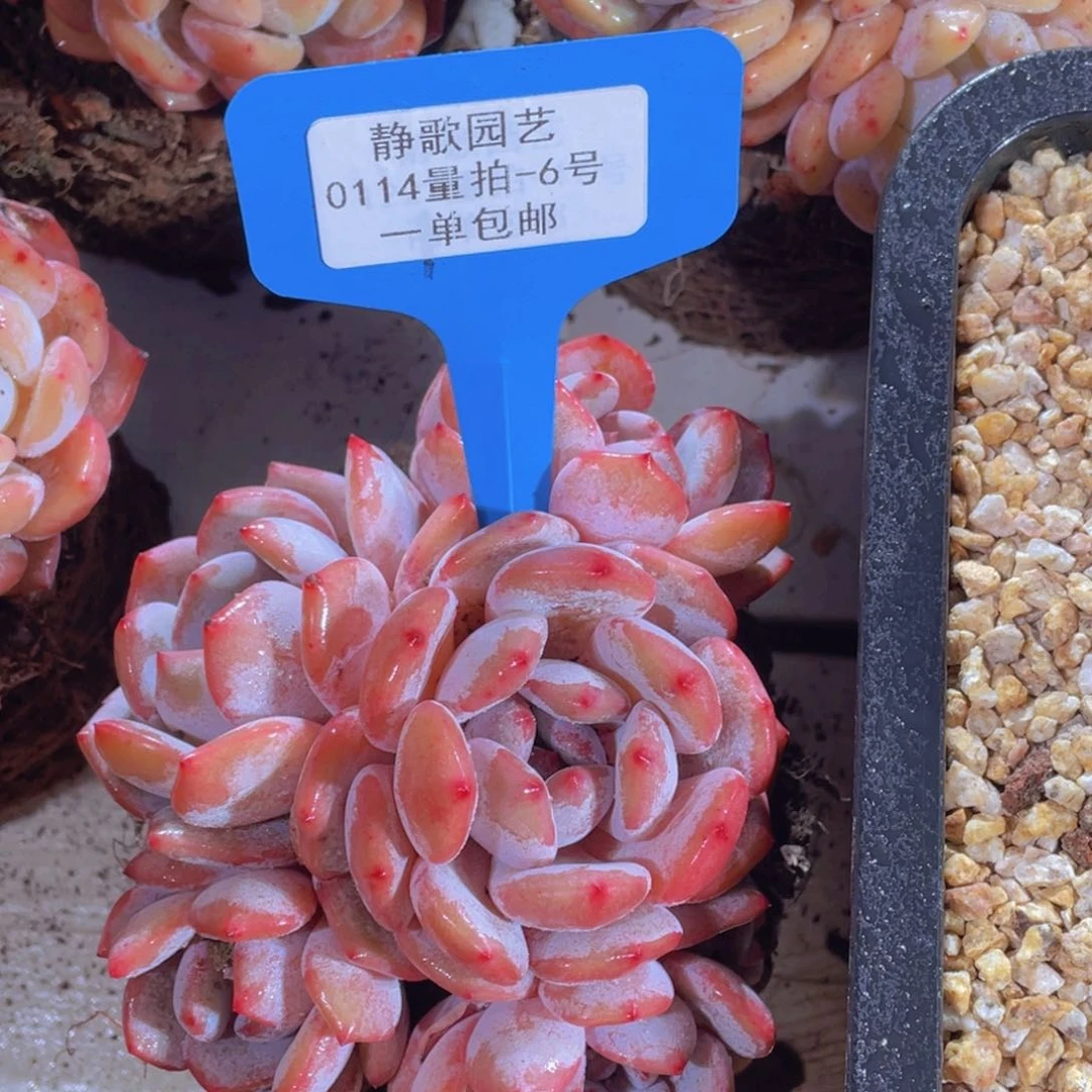 0114/6-大群全状态韩版梦露一颗五头