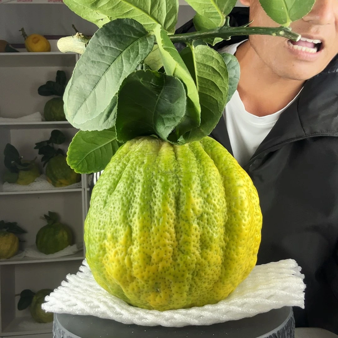 w***y香水柠檬云南高山大香橼