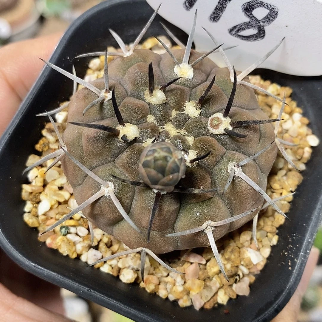 实生武勋丸118号 5cm