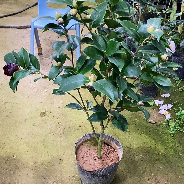 墨川。比较黑。    茶花。