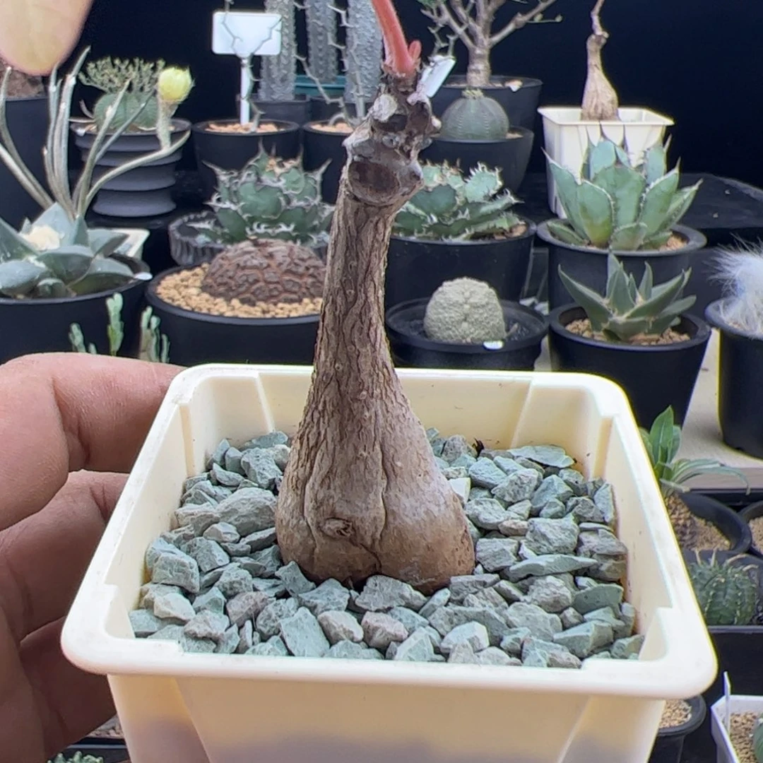 奇异油柑一物一拍默认脱土发