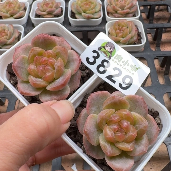 当前无花朵，栽培后可花朵多肉植物多肉植物