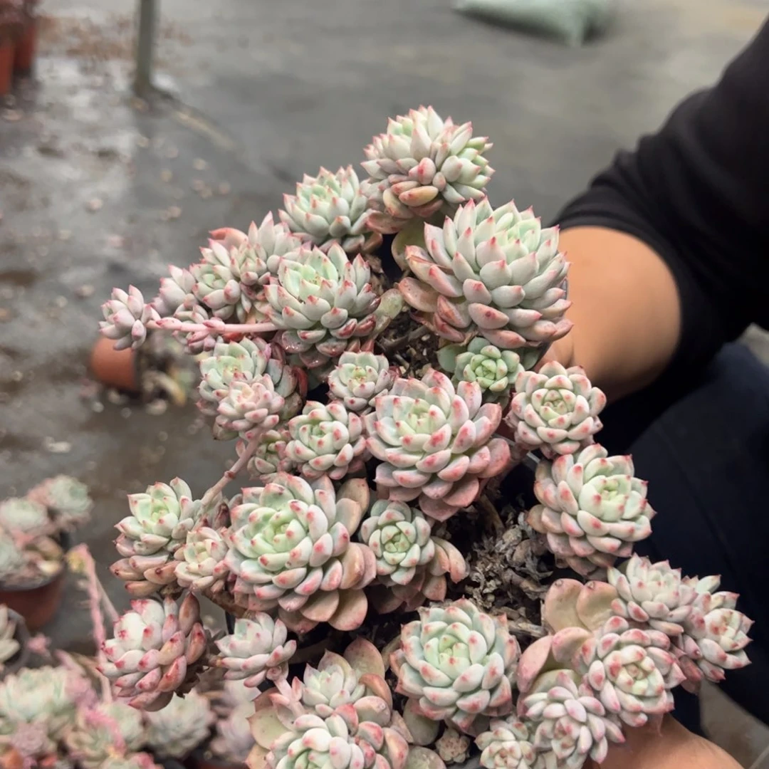 霜花整桩整群两盆