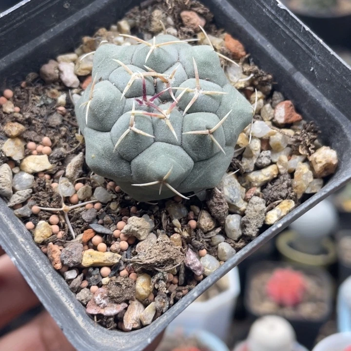 白肌天晃丸一颗包邮