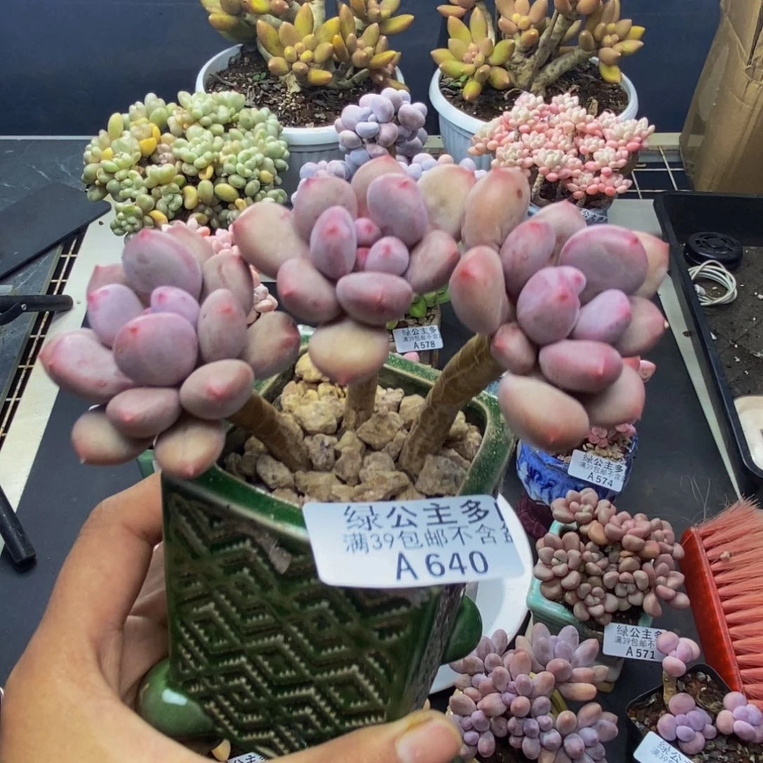 640仙子奶多肉8c m