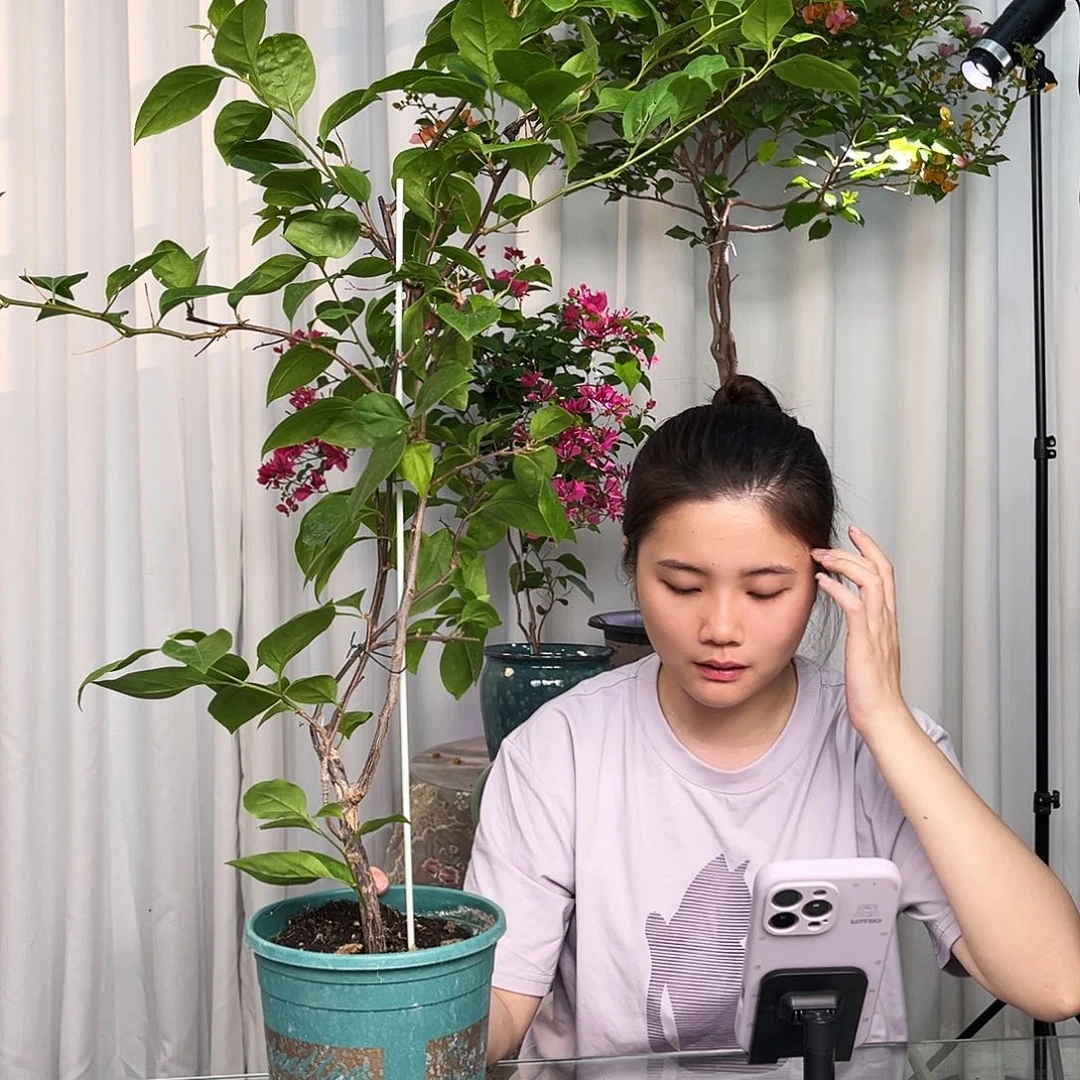 当前无花栽培后可以开花苏瓦娜带竹一颗