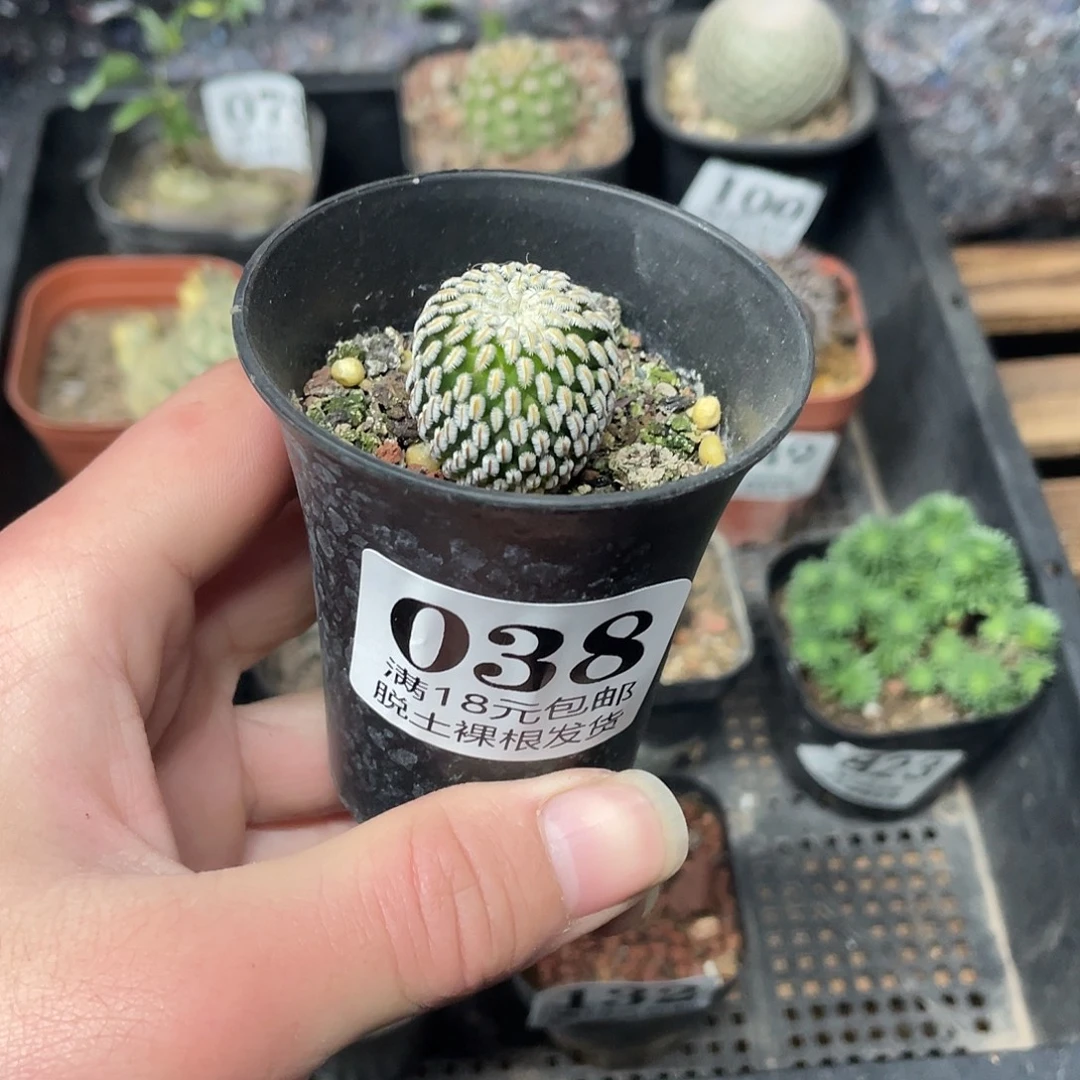 38白蝎子（满18包邮）