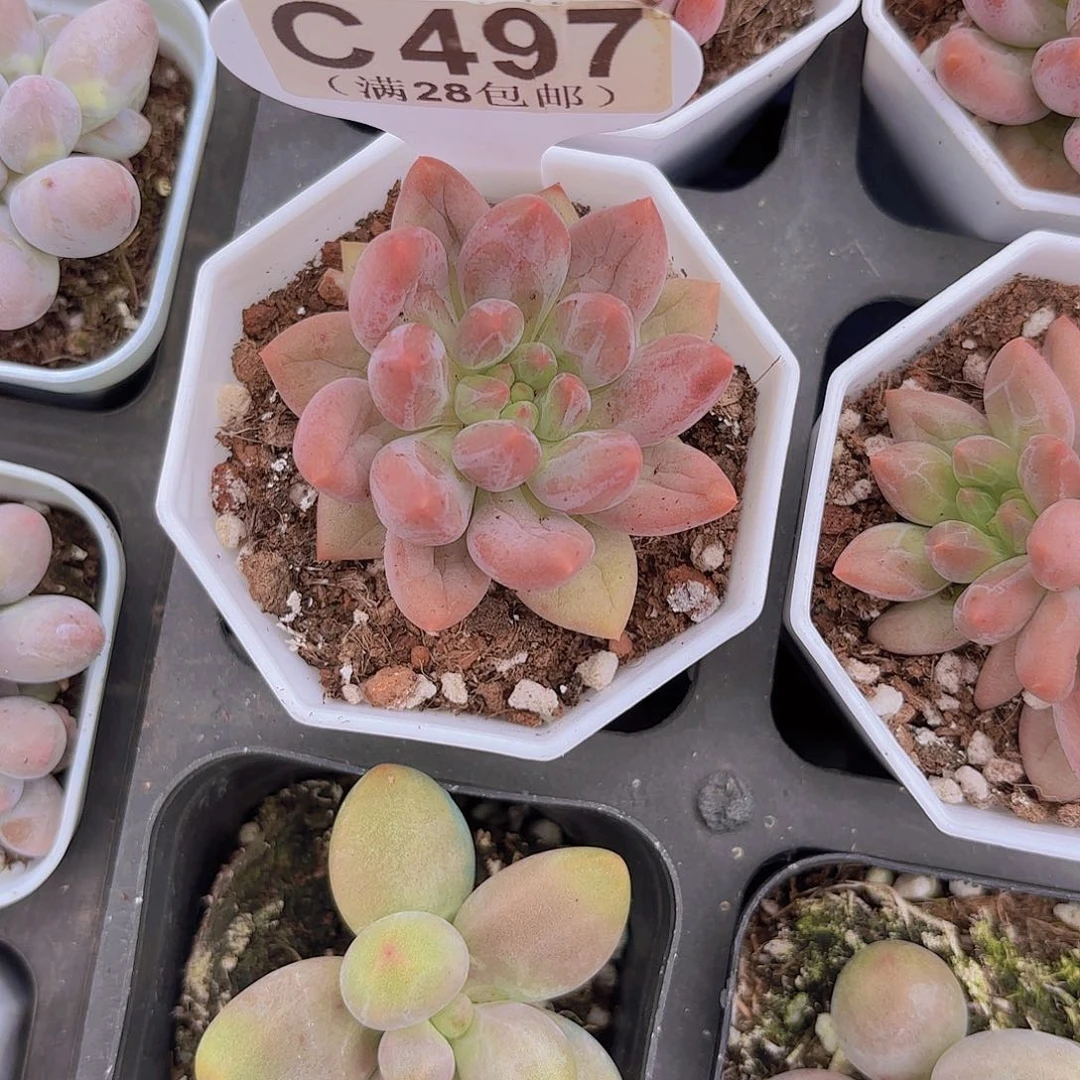 C497车厘子一物一拍