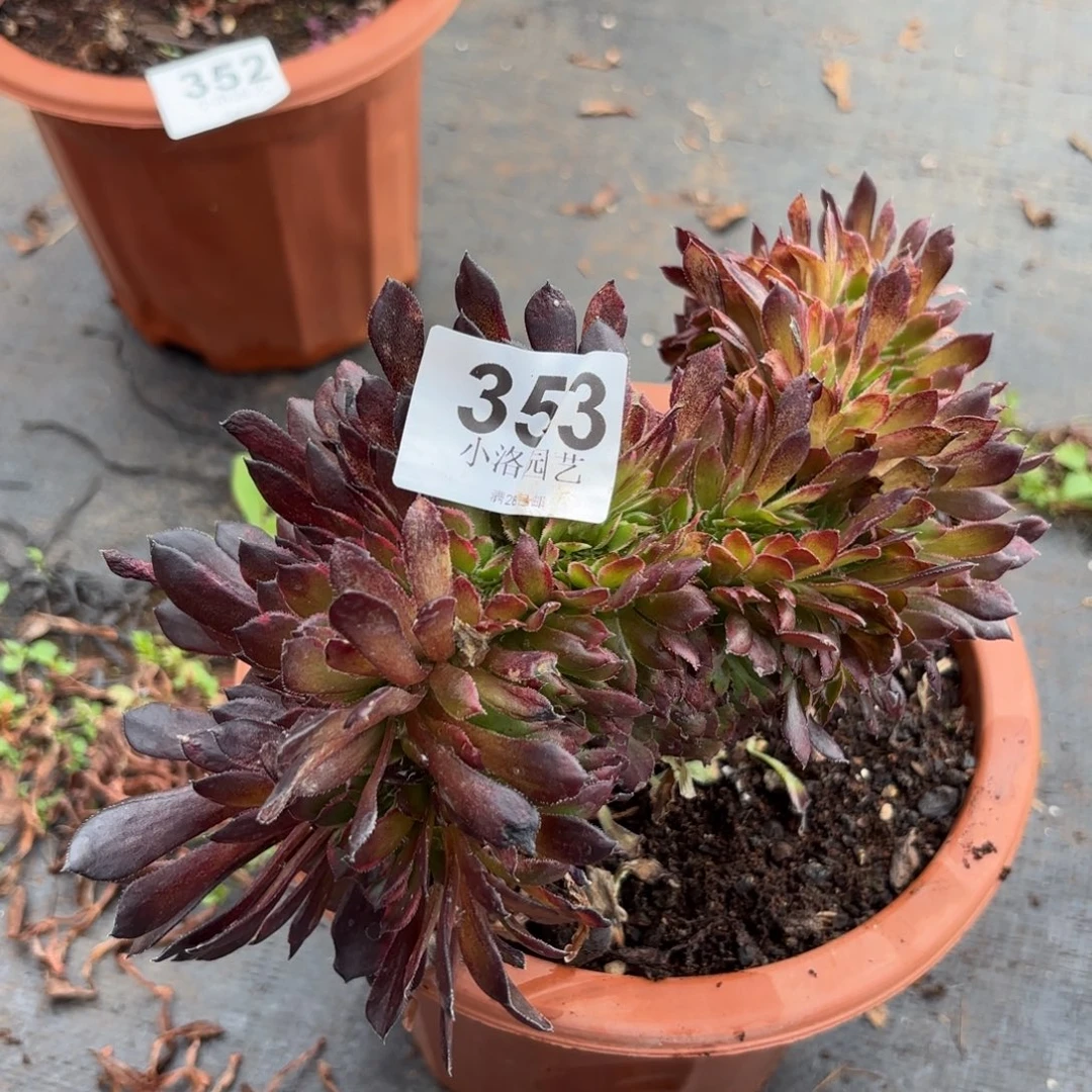 353号黑金刚缀化多肉植物