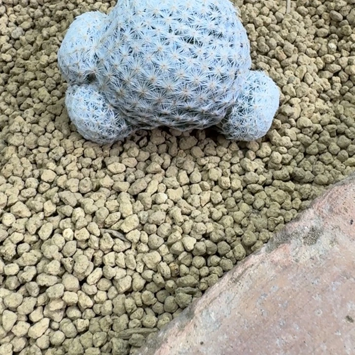 仙人球，白鸟，有根