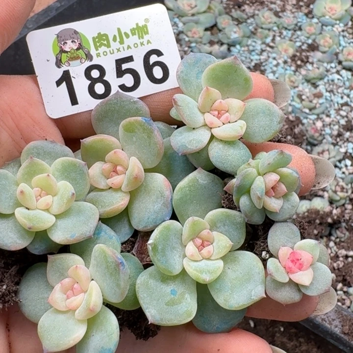 多肉植物多肉植物