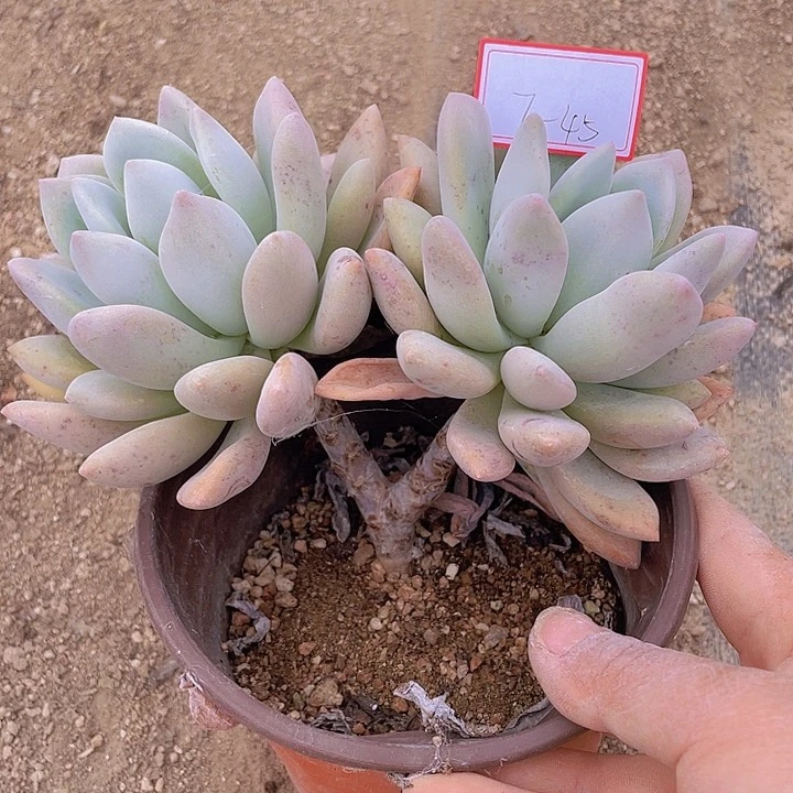 奥普丽娜老庄双头七杠45