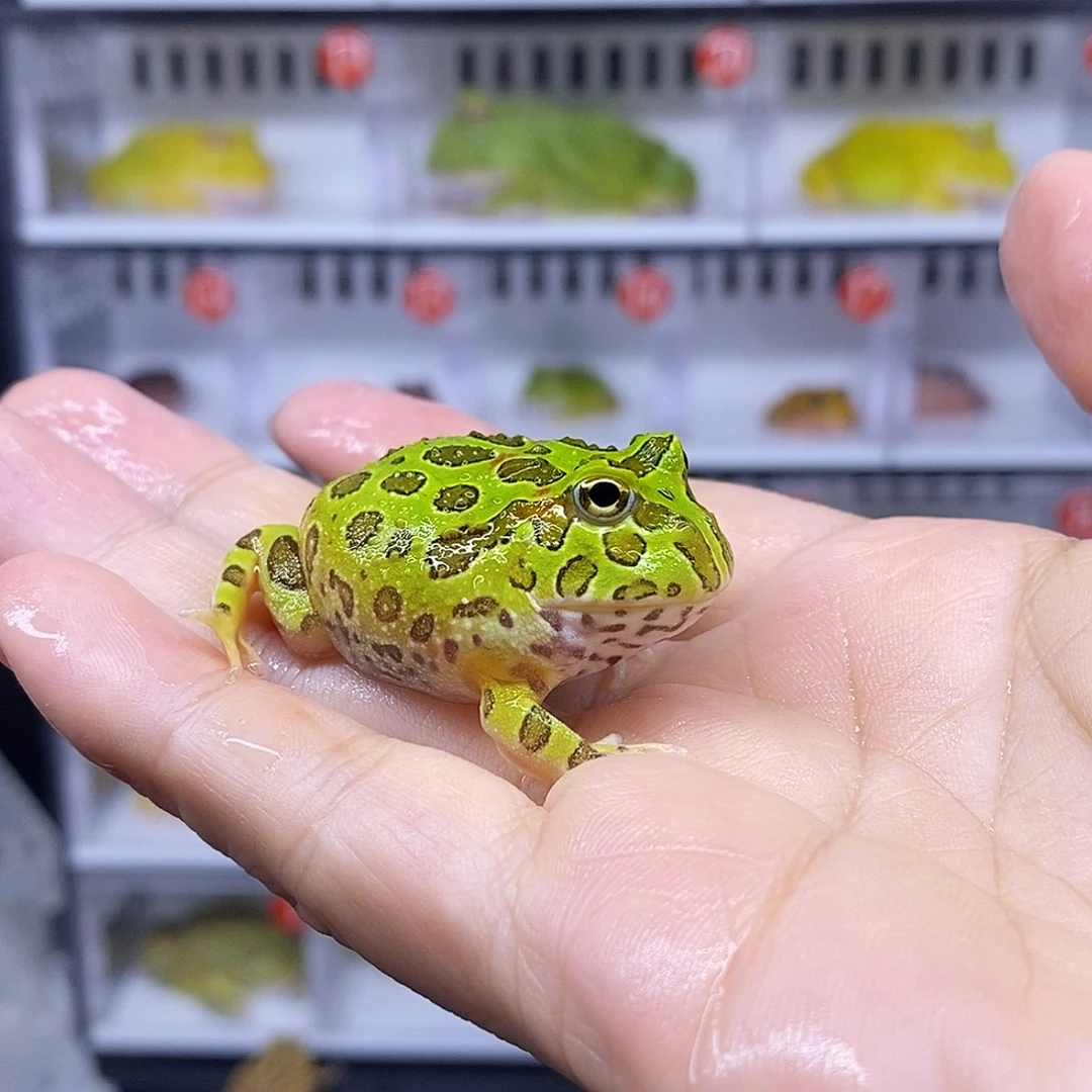 角蛙微瑕一只70元