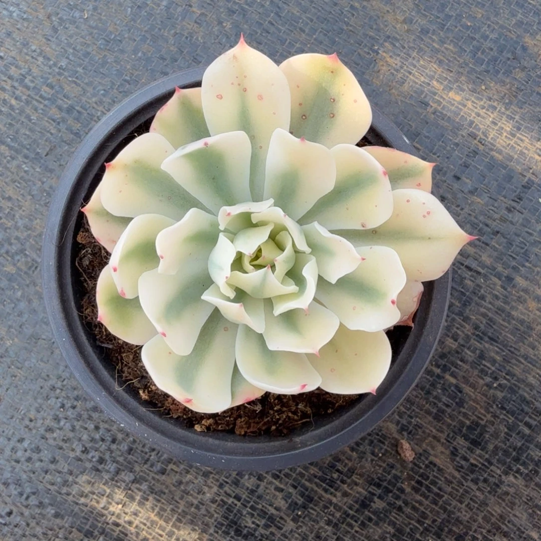 海啸锦锦上园艺一物一拍