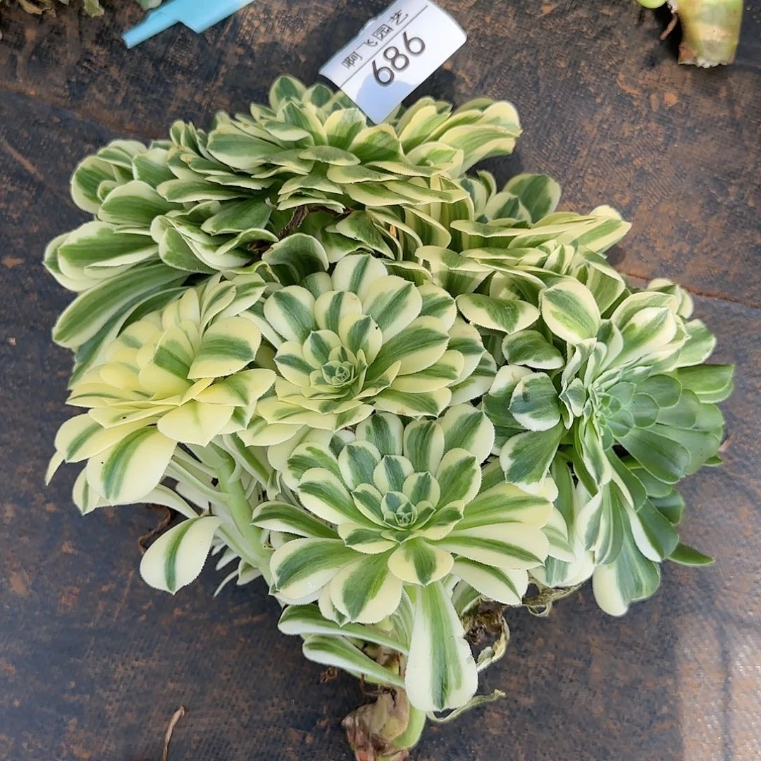 云**轻686多肉 迈巴赫缀