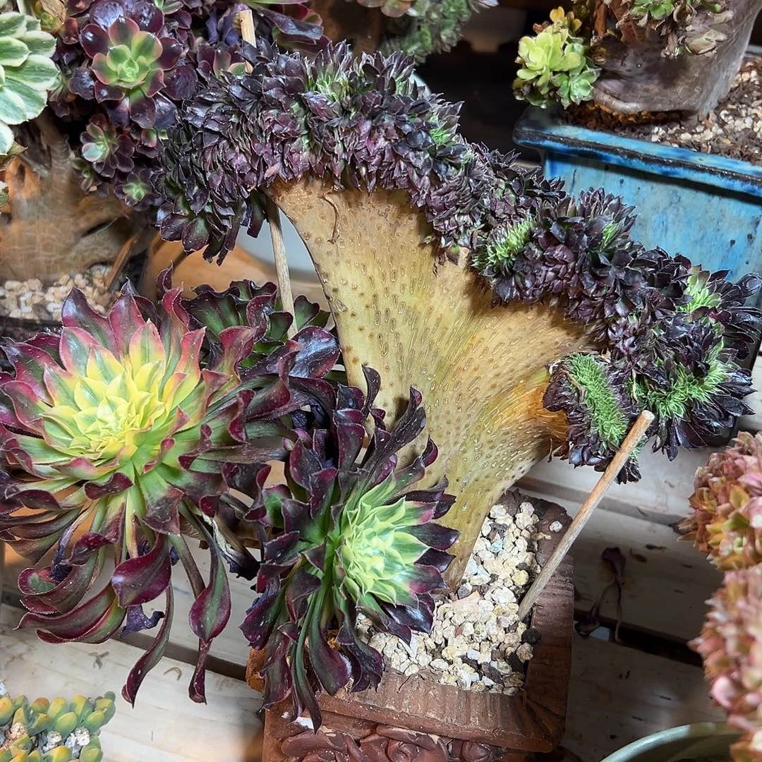 天合缀化老桩厚板朵缀