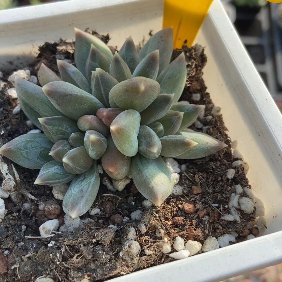 852重楼多肉植物多肉