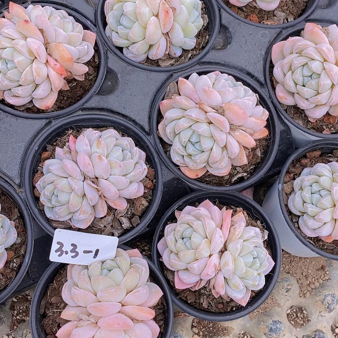 3.3-1-雪媚娘大双头母本福利一颗 量拍