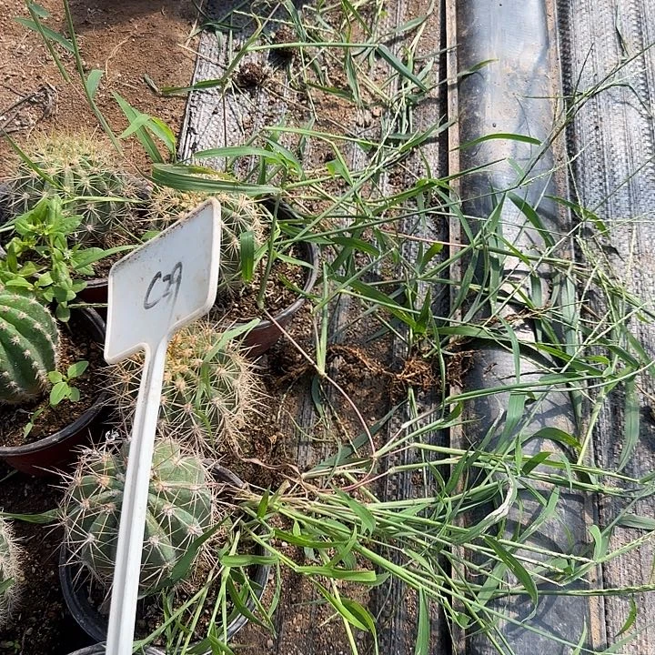 花***夏C39毛花柱实生的20的