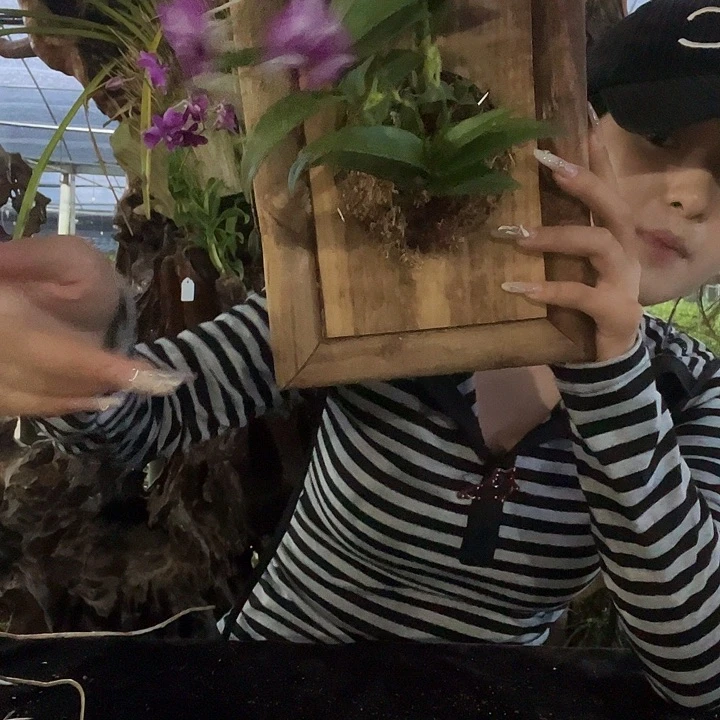当前无花朵，栽培后可花朵泼墨