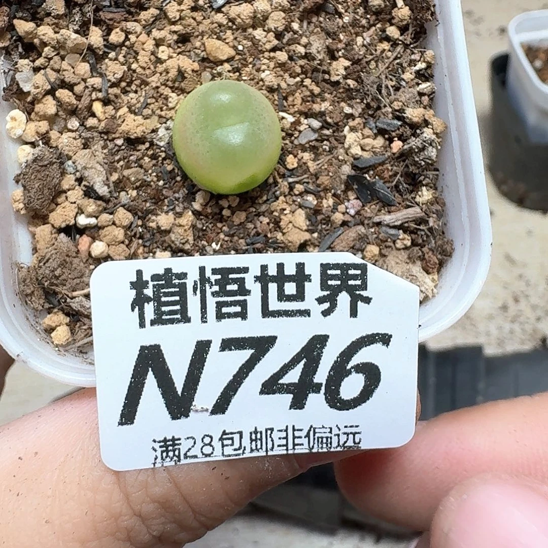 多肉植物的润泽法