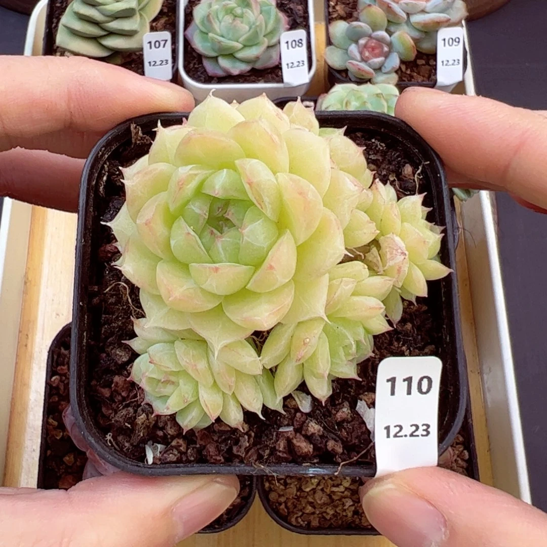 好好看110、哈哈哈哈