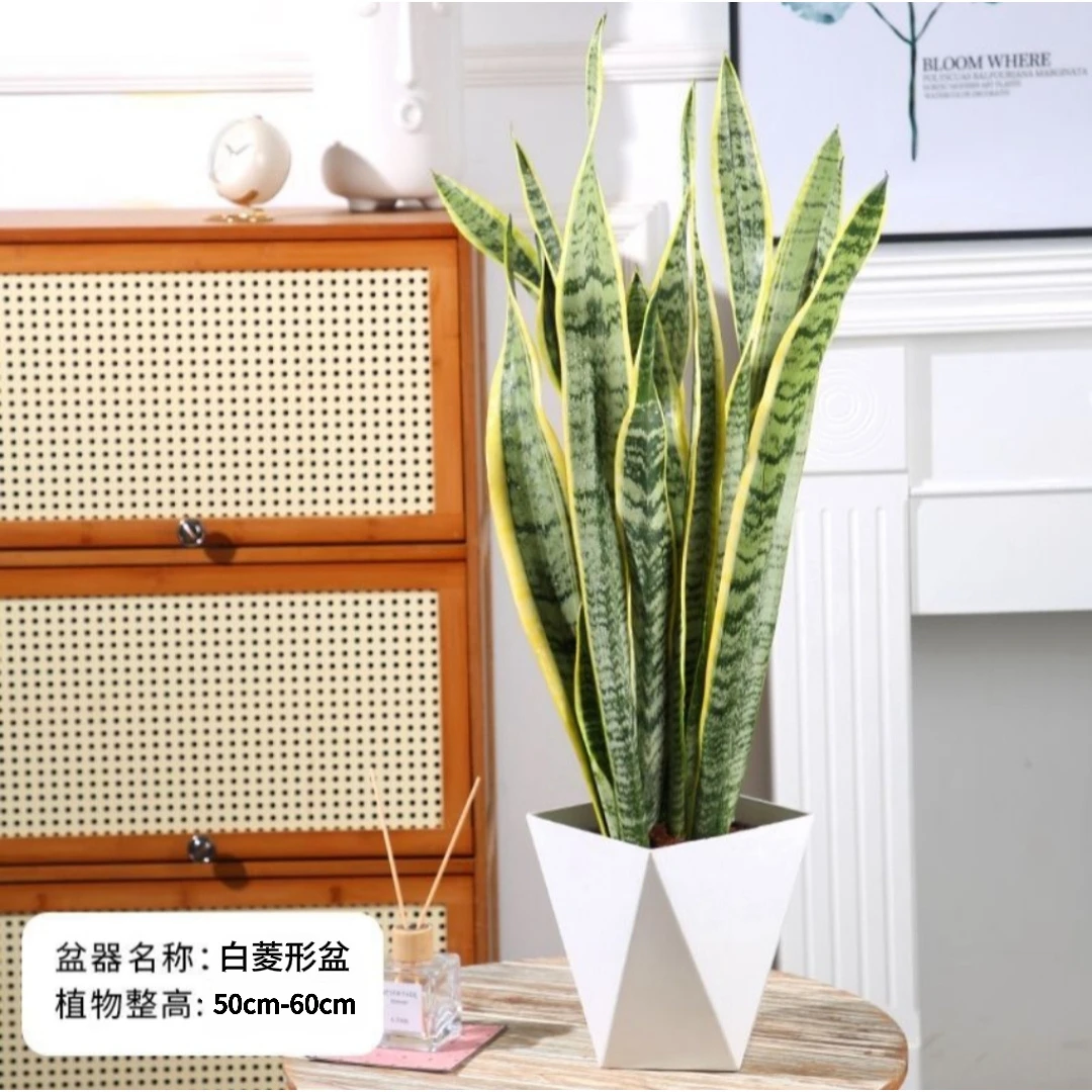 【五颗装】高脚虎皮兰室内盆栽盆景办公室防辐射多肉植物好养客厅