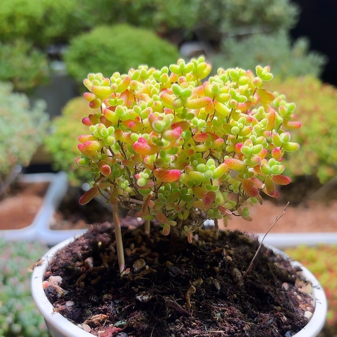 枝干番杏密橘糖球双叉H490