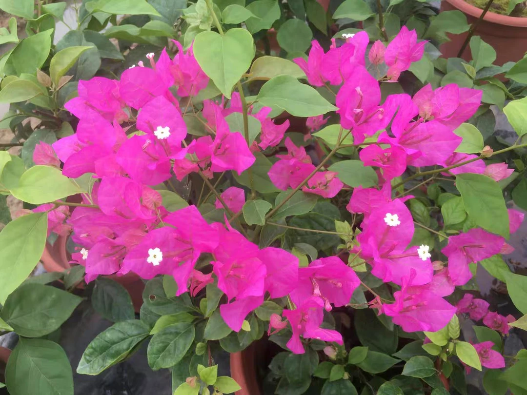 【洋红公主】三角梅盆栽带花（一个月内剪绳换盆不售后）