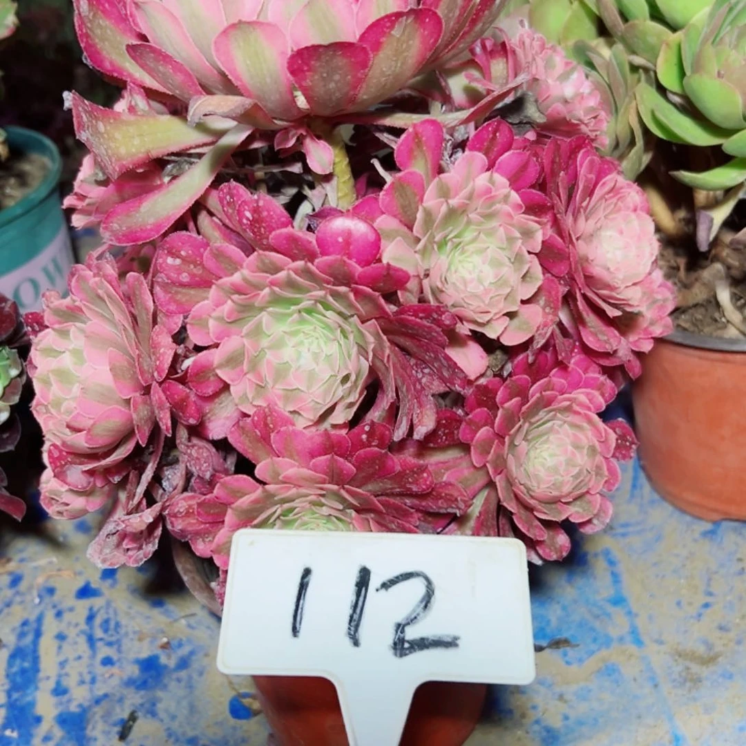 多肉植物红铜法师