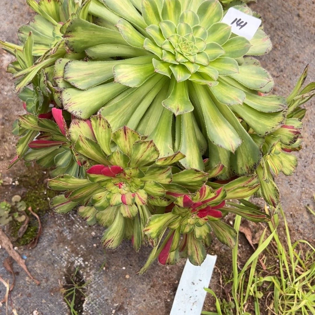 141知否多肉多肉多肉多肉