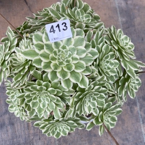 413碧浪30厘米左右