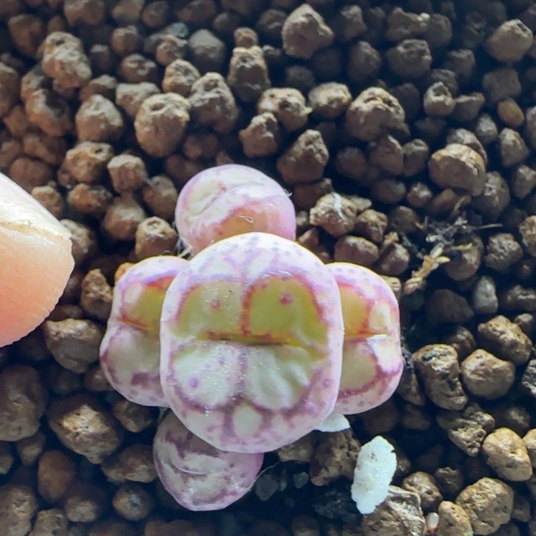 【闪购商品】15160白花大紫猴