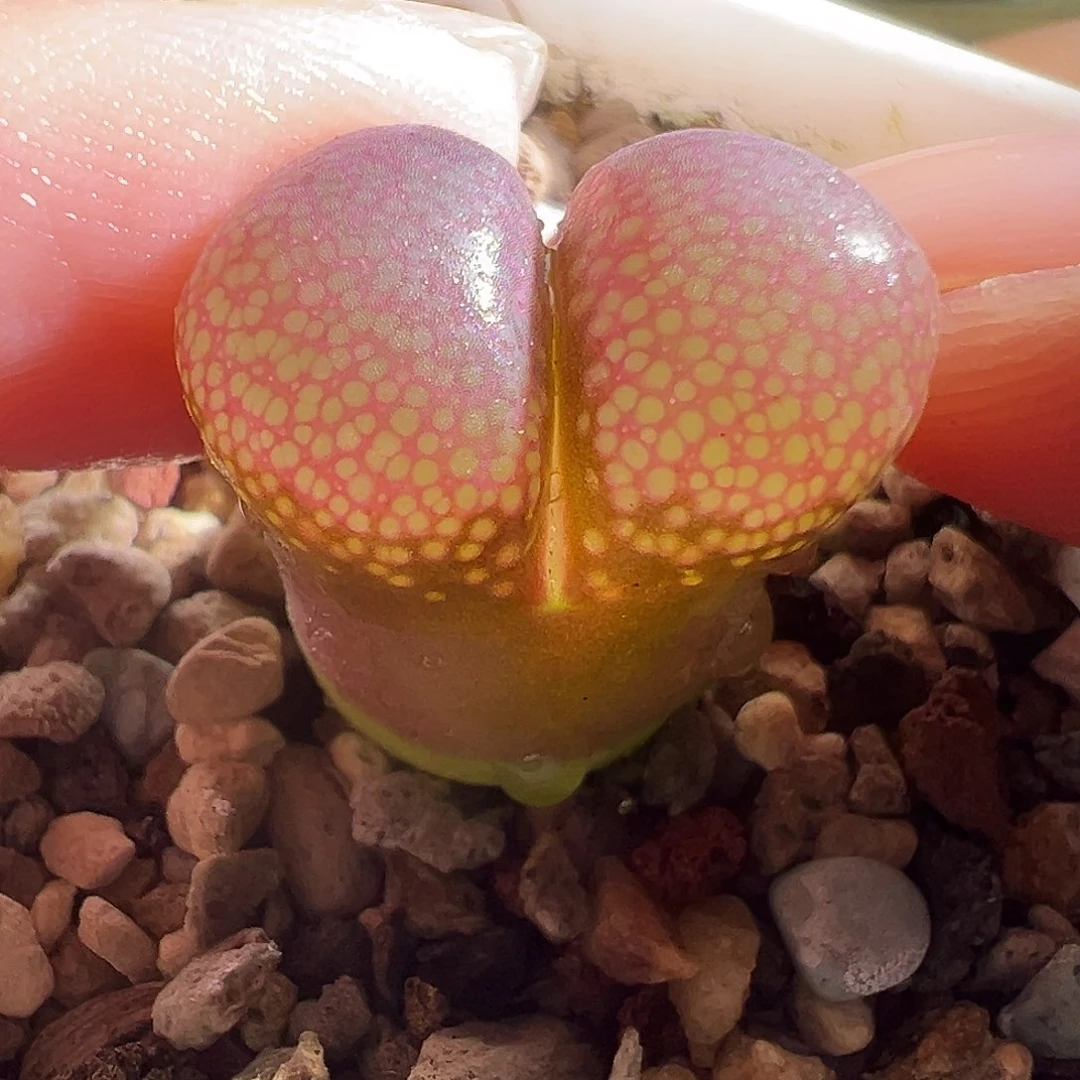 大紫红炸福利。