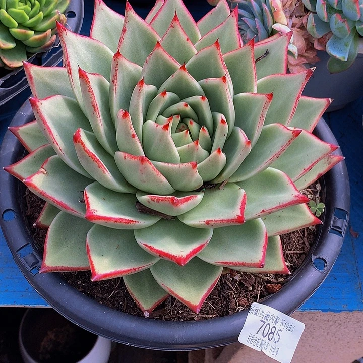 糯****乌木7085多肉多肉