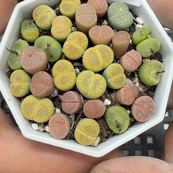 59 多肉植物多肉植物