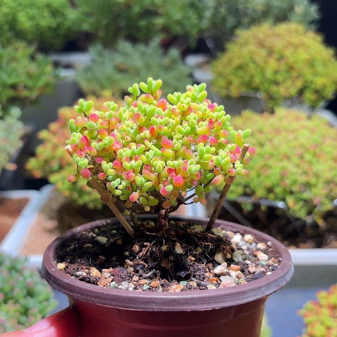 枝干番杏飘飘密橘H465