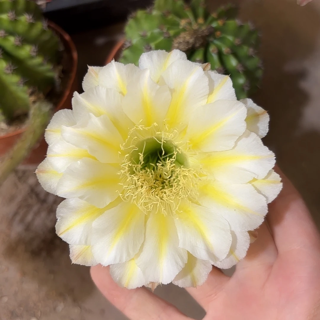 彩草透明黄白7公分有干皮脱土