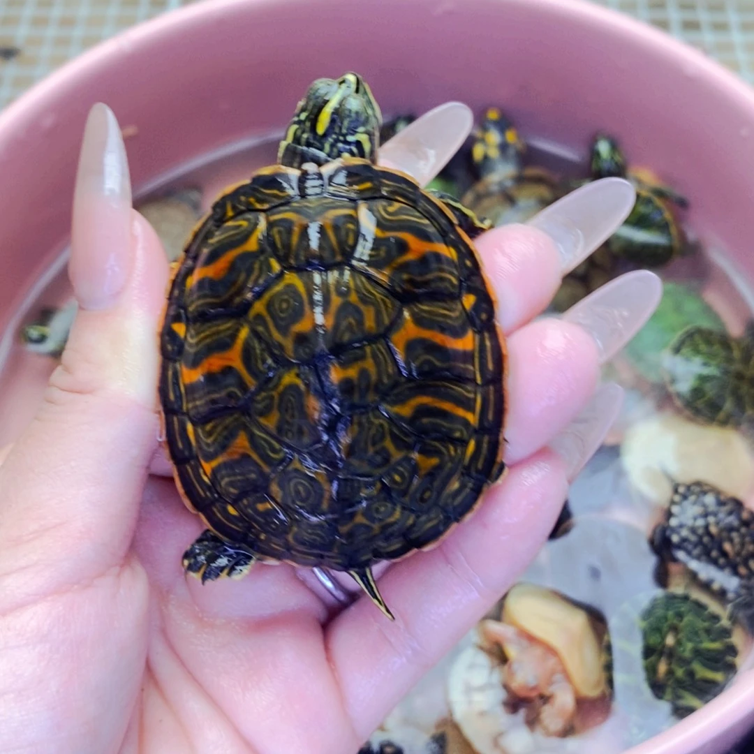 不分公母宠物龟道*拉链甲红火焰